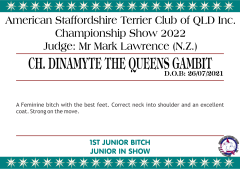 4.A. CH. DINAMYTE THE QUEENS GAMBIT.png
